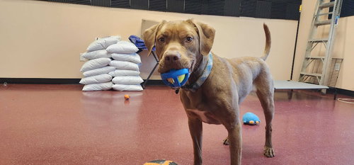 ZEUS - Chesapeake Bay Retriever / Terrier available for adoption