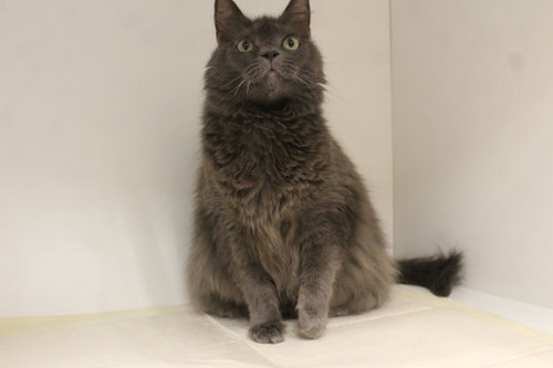 MISTY - Domestic Long Hair available for adoption