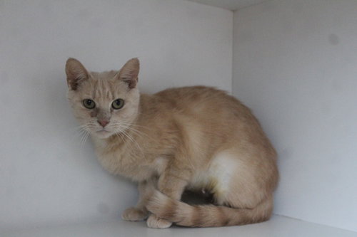 ETTA MOMMY - Domestic Short Hair available for adoption