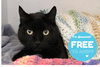 Thachery Binx - Photo 1