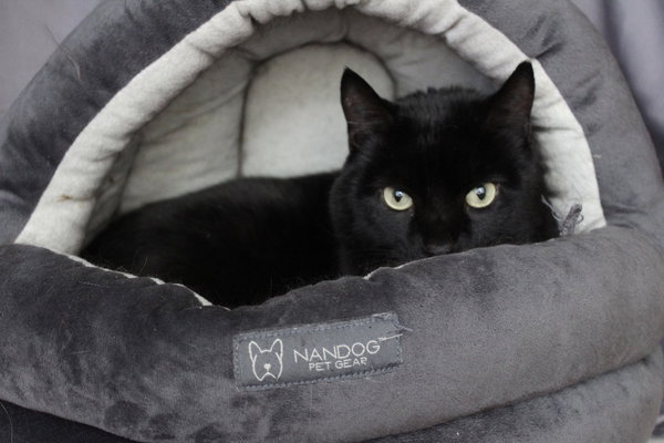 Thachery Binx