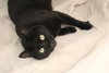 Thachery Binx - Photo 1