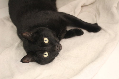 THACHERY BINX - Domestic Short Hair available for adoption