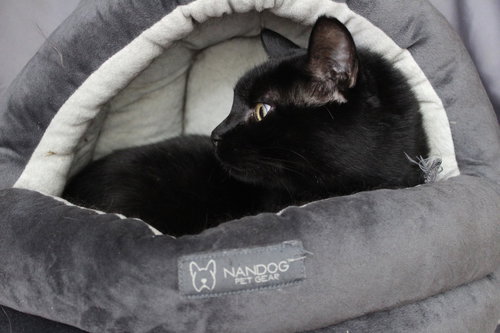 THACHERY BINX - Domestic Short Hair available for adoption