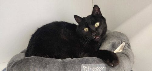 Thachery Binx, Adult Domestic Short Hair, cat for adoption in Dover, Delaware