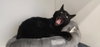 Thachery Binx - Photo 2