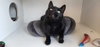 Thachery Binx - Photo 3