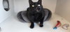 Thachery Binx - Photo 4