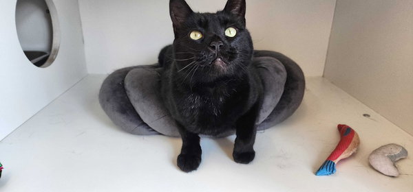 Thachery Binx