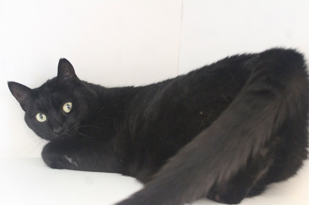 Thachery Binx, photo 2