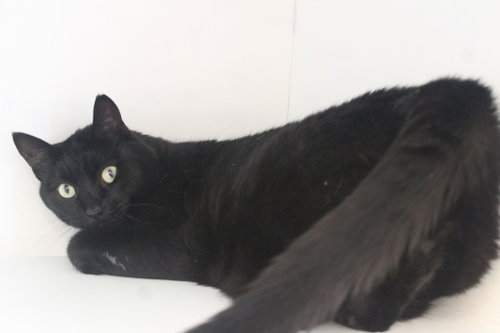 Photo 2 of Thachery Binx