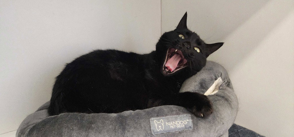 Thachery Binx, photo 3