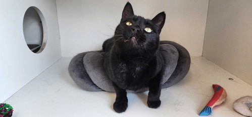 Photo 4 of Thachery Binx
