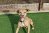 Oatie - Photo 4