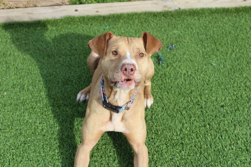 OATIE - Pit Bull Terrier available for adoption