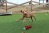 Oatie - Photo 3