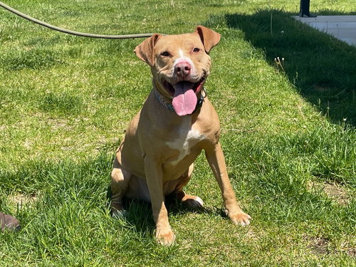 Oatie, an adoptable Pit Bull Terrier in Chestertown, MD
