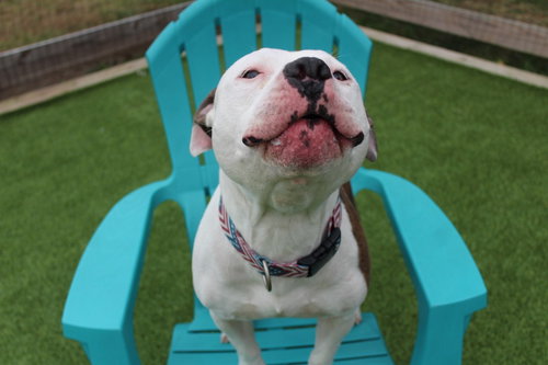 ROCKY ROAD - Pit Bull Terrier / Terrier available for adoption