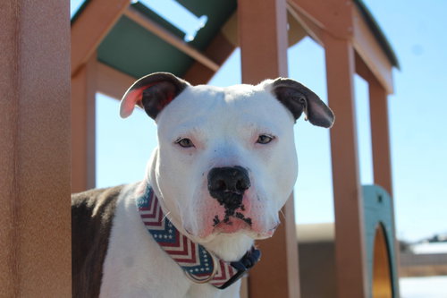 Rocky Road, an adoptable Pit Bull Terrier in Chestertown, MD
