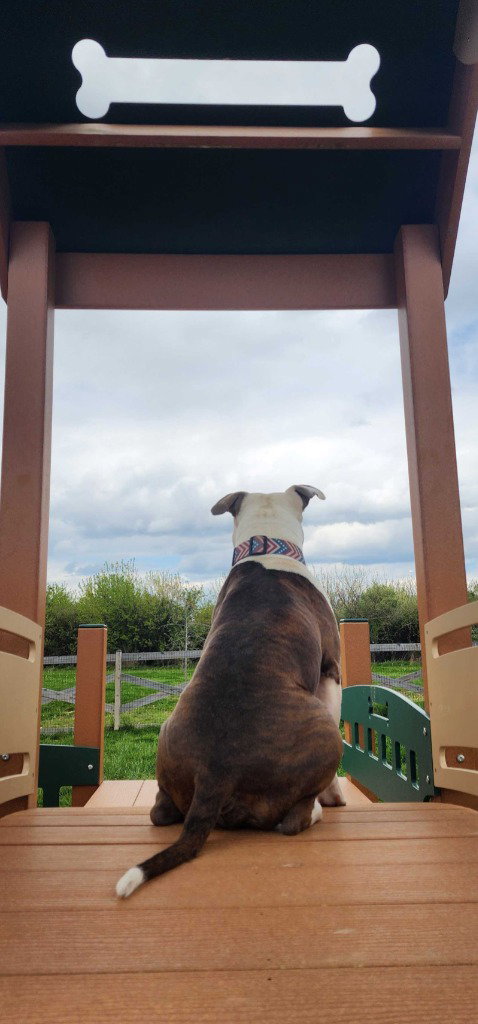 ROCKY ROAD - Pit Bull Terrier / Terrier available for adoption