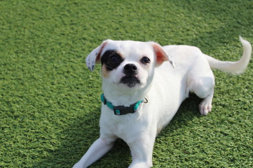 KEVIN COSTNER - Chihuahua / Terrier available for adoption