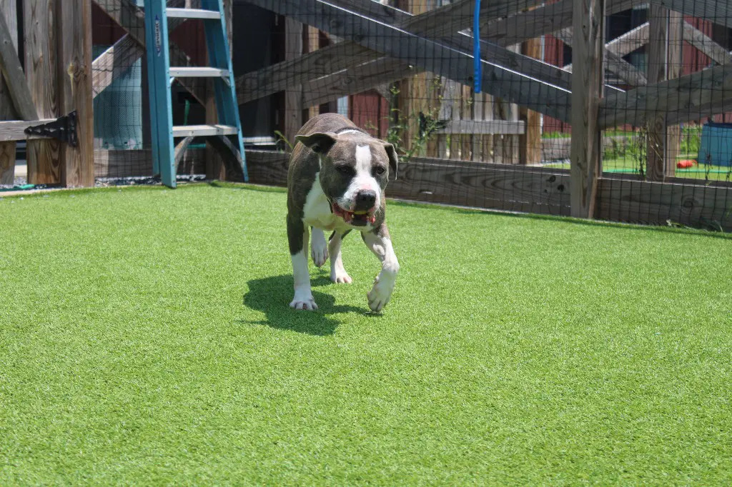 Chubbs image 2