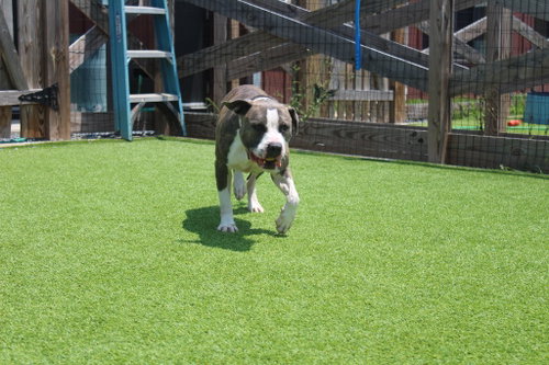 Photo 4 of Chubbs