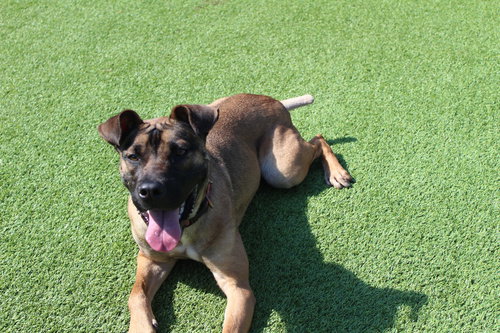Sage, an adoptable Black Mouth Cur in Chestertown, MD