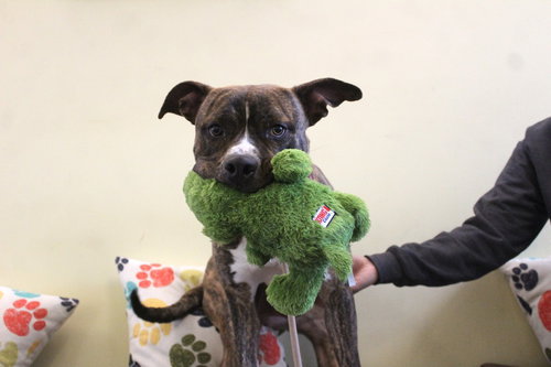 Hulk, an adoptable Pit Bull Terrier in Chestertown, MD