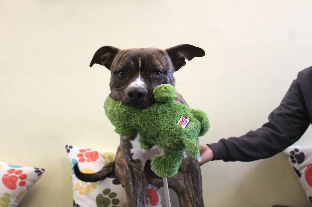 Hulk - Pit Bull Terrier