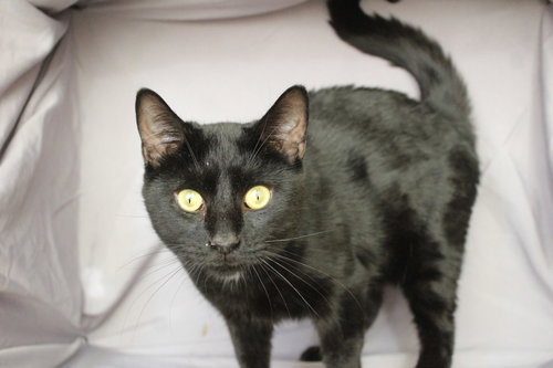 ONYA NURVE - Domestic Short Hair available for adoption