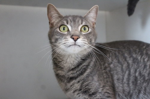 Ruby Sue, an adoptable Domestic Short Hair in Chestertown, MD