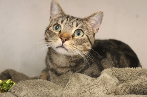 Robert, an adoptable Domestic Short Hair in Chestertown, MD