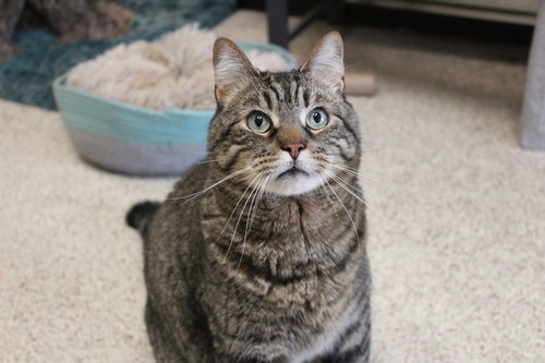 Randall Boggs, an adoptable Domestic Short Hair in Chestertown, MD