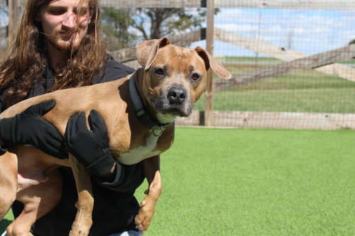 Saint, an adoptable Pit Bull Terrier in Chestertown, MD