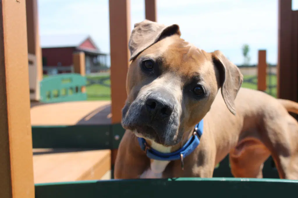 Saint - Pit Bull Terrier