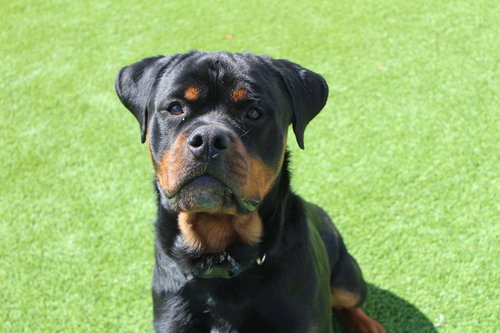 Archie, an adoptable Rottweiler in Chestertown, MD