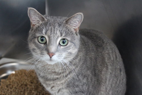 Shellie, an adoptable Domestic Short Hair in Chestertown, MD