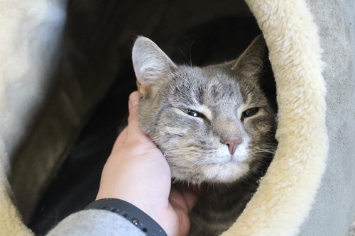 Shellie, Adult Domestic Short Hair, cat for adoption in Dover, Delaware