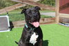 Banjo - Photo 4
