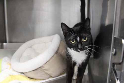 Nilla, an adoptable Domestic Short Hair in Chestertown, MD