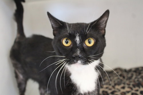 Necco, an adoptable Domestic Short Hair in Chestertown, MD