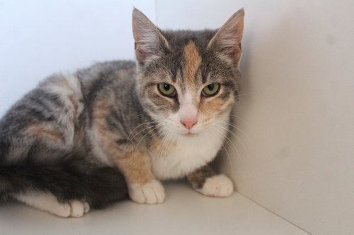 Rosy Maple Moth, an adoptable Domestic Short Hair in Chestertown, MD