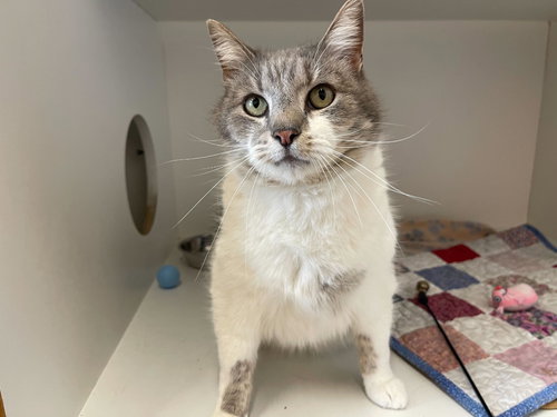 Puck, Adult Domestic Short Hair, cat for adoption in Dover, Delaware