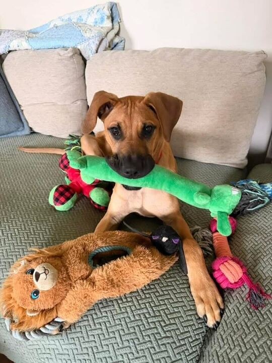 Diego
