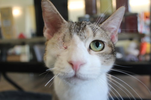 Turanga Leela, Young Domestic Short Hair, cat for adoption in Dover, Delaware