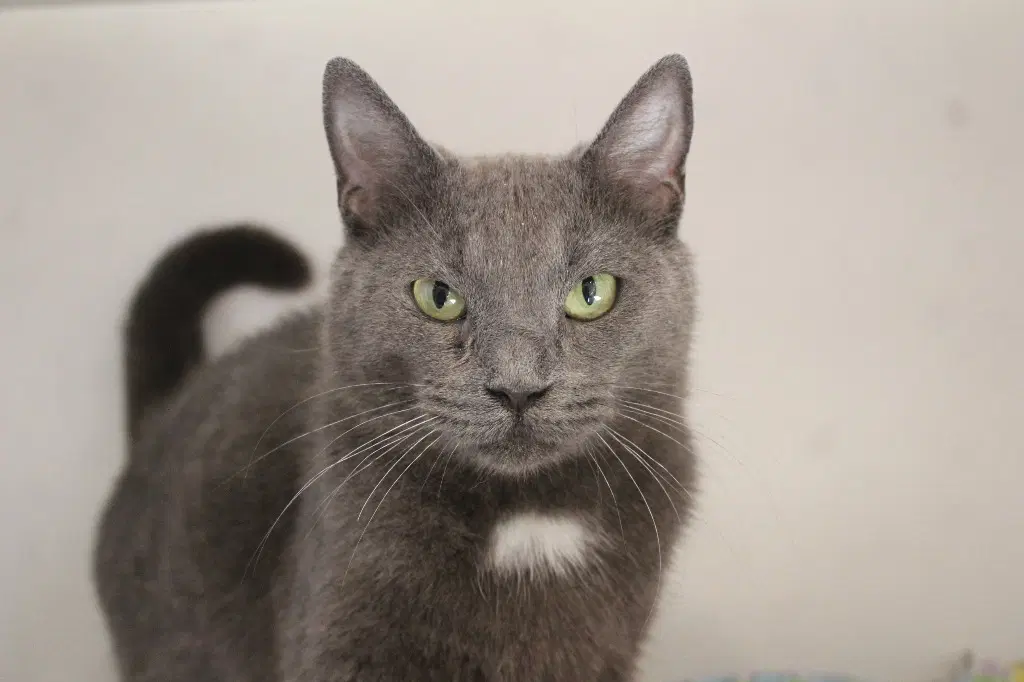 Pirouline - Domestic Short Hair