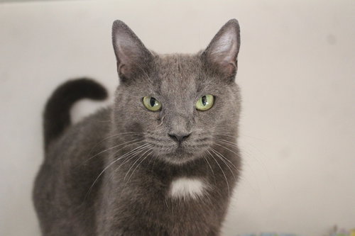 Pirouline, Adult Domestic Short Hair, cat for adoption in Dover, Delaware