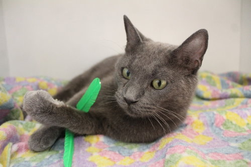PIROULINE - Domestic Short Hair available for adoption