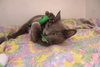 Pirouline - Photo 4